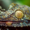 Gecko de cola plana (Uroplatus fimbriatus). Madagascar.