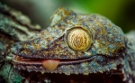 Gecko de cola plana (Uroplatus fimbriatus). Madagascar.