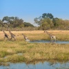 Jirafas (Giraffa camelopardalis) en Moremi Game Reserve. Botswana.