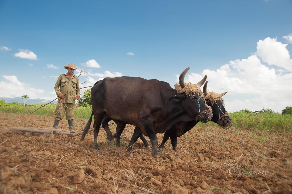 Agricultor con puro y yunta de bueyes. Cuba.