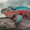 Iguana marina (Amblyrhynchus cristatus) subespecie de Isla La Española. Islas Galápagos. Ecuador.