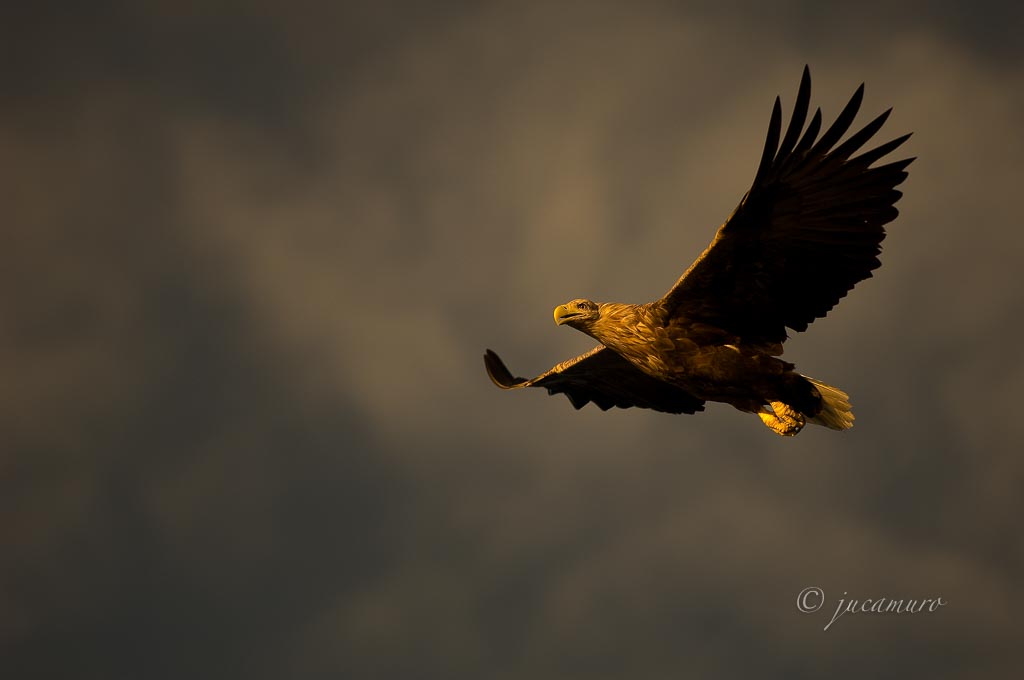 Pigargo europeo (Haliaeetus albicilla). Flatanger. Noruega.