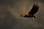 Pigargo europeo (Haliaeetus albicilla). Flatanger. Noruega.