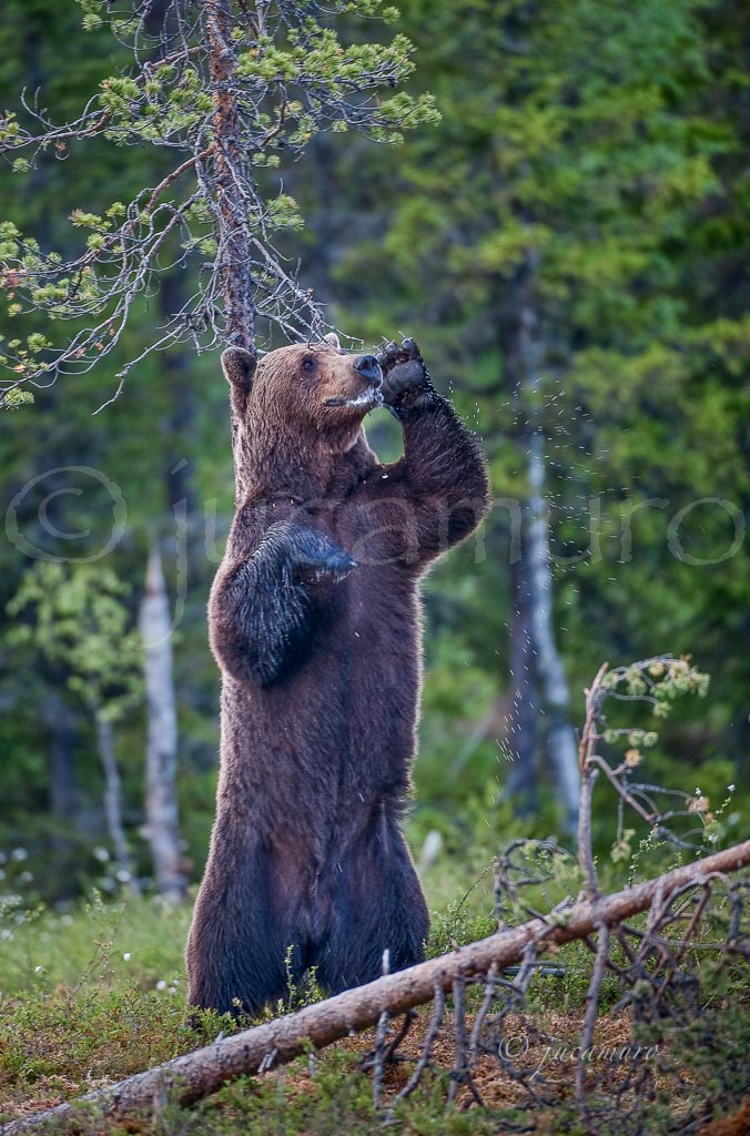 Oso pardo europeo en celo (Ursus arctos arctos). Martinselkonen NP. Finlandia.