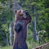 Oso pardo europeo en celo (Ursus arctos arctos). Martinselkonen NP. Finlandia.