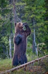 Oso pardo europeo en celo (Ursus arctos arctos). Martinselkonen NP. Finlandia.
