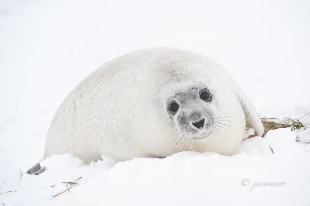 Foca gris (Halichoerus grypus). Donna Nook National Nature Reserve. Lincolnshire. RU.