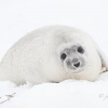 Foca gris (Halichoerus grypus). Donna Nook National Nature Reserve. Lincolnshire. RU.