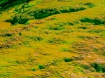 Regato verde. Zona termal Wai O'Tapu. Waikato. Isla del Norte. Nueva Zelanda.