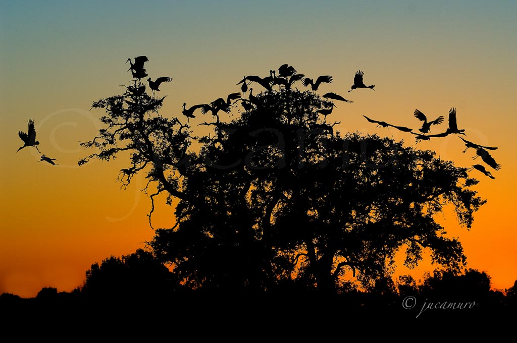 Cigüeñas en el ocaso. Parque Natural de Doñana. Sevilla. España.