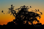 Cigüeñas en el ocaso. Parque Natural de Doñana. Sevilla. España.