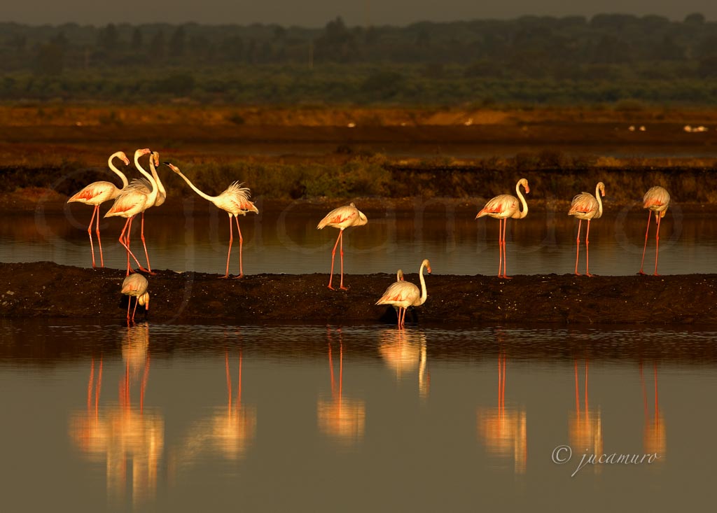 Despertar de flamencos (Phoenicopterus roseus). Paraje Natural Marismas del Odiel. Huelva. España.