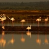 Despertar de flamencos (Phoenicopterus roseus). Paraje Natural Marismas del Odiel. Huelva. España.