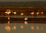 Despertar de flamencos (Phoenicopterus roseus). Paraje Natural Marismas del Odiel. Huelva. España.