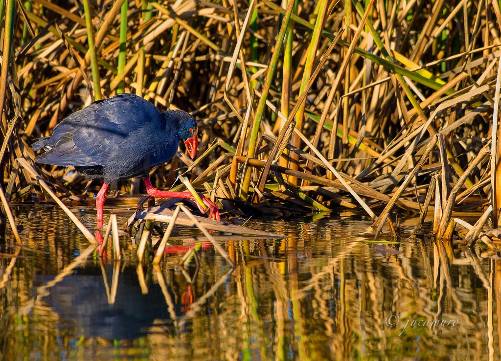 Calamón (Porphyrio porphyrio) exhibiendo  habilidad manual característica alimentándose de brotes tiernos de espadaña(Typha sp). Brazo del Este. Sevilla. España.