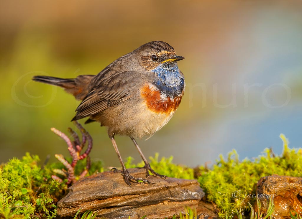Pechiazul. (Luscinia svecica). Marismas del Rio Tinto. Huelva. España.