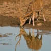 Axis, chital o ciervo moteado (Axis axis). Bandhavgarh National Park. India.