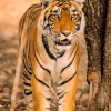 Tigre (Panthera tigris). Parque Nacional Bandhavgarh. India.