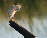 Garcilla cangrejera (Ardeola ralloides). Ocupada en su aseo al amanecer. PN Brazo del Este. Sevilla. España.