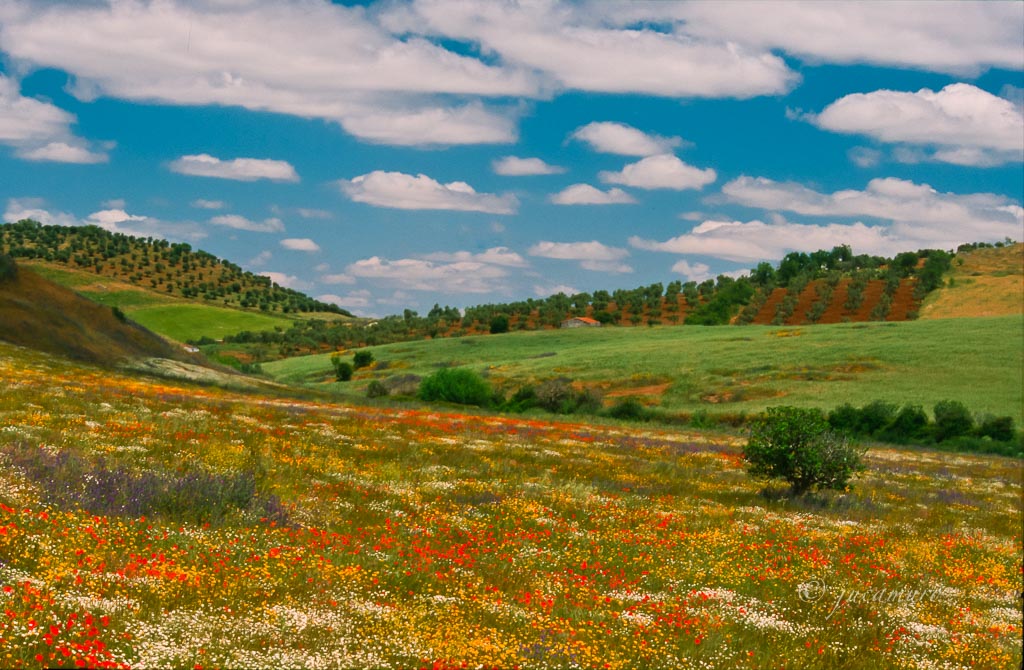 Explosión de color primaveral. Extremadura. España.