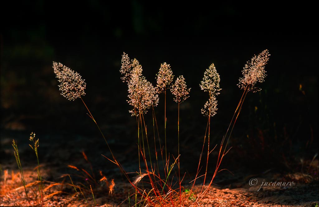 Gramíneas silvestres a contraluz. Parque Natural de Doñana. Sevilla. España.