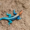 Agama de cabeza plana (Agama mwanzae). Macho en coloración de cría. Amboseli NP. Kenia.