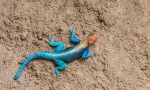 Agama de cabeza plana (Agama mwanzae). Macho en coloración de cría. Amboseli NP. Kenia.