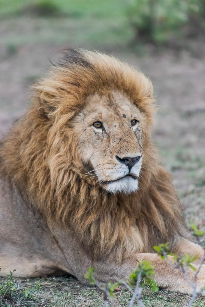 Leon africano (Panthera leo). Viejo y majestuoso macho. Masai Mara NP. Kenia.