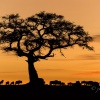 Acacia y ñus (Connochaetes spp.) en el ocaso. Masai Mara NP. Kenia.