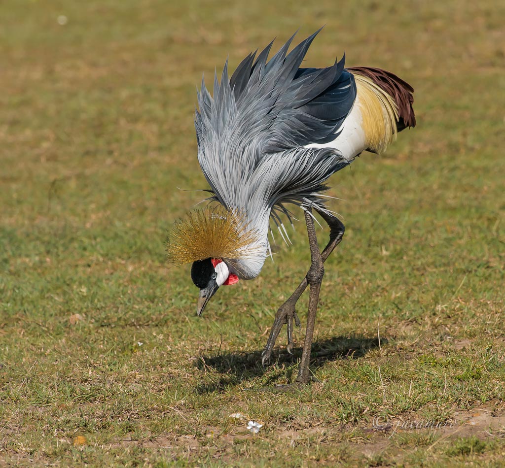 Grulla coronada o grulla gris (Baleárica regulorum). Kenia.