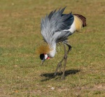 Grulla coronada o grulla gris (Baleárica regulorum). Kenia.