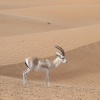 Gacela del desierto (Gazella subgutturosa marica). Al Maha Conservation Reserve. Dubai.