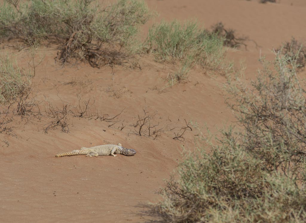 Lagarto egipcio de cola espinosa (Uromastyx aegyptia). Al Maha Conservation Reserve. Dubai.