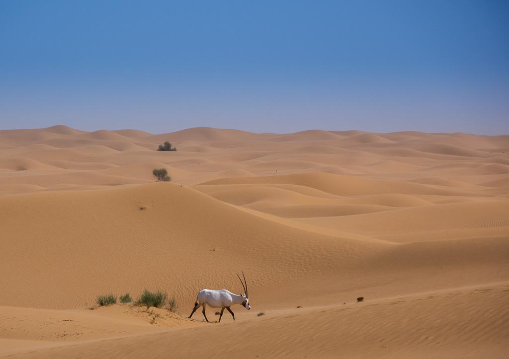 Órix u óbice de Arabia (Oryx leucoryx). Al Maha Conservation Reserve. Dubai.