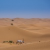 Órix u óbice de Arabia (Oryx leucoryx). Al Maha Conservation Reserve. Dubai.
