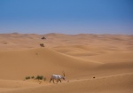 Órix u óbice de Arabia (Oryx leucoryx). Al Maha Conservation Reserve. Dubai.