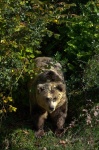 Oso cantábrico (Ursus arctos). Ejemplar en semi-libertad. Asturias. España.