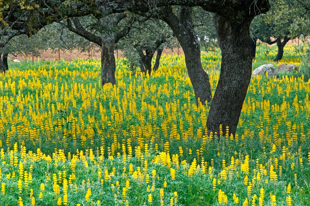Dehesa de encinas  (Quercus ilex) entre altramuces amarillos (Lupinus luteus). PN Sierra de Aracena. España.