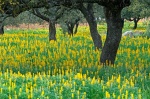 Dehesa de encinas  (Quercus ilex) entre altramuces amarillos (Lupinus luteus). PN Sierra de Aracena. España.