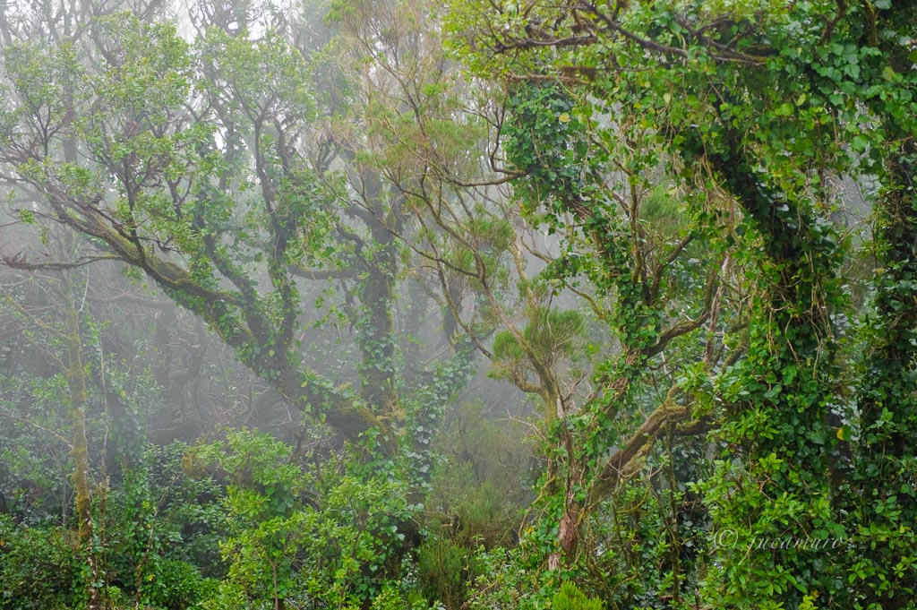 Bosque de de laurisiva de Anaga. Tenerife. Islas Canarias. España.