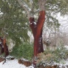 Alcornoques nevados. Parque Natural de la Sierra de Aracena. Huelva. España.