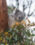 Koala. (Phascularctos cinereous). Flinders Chase National Park . Kangaroo island. Australia.