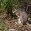 Canguro gris occidental (Macropus fuliginous). Flinders Chase National Park . Kangaroo island. Australia.