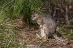 Canguro gris occidental (Macropus fuliginous). Flinders Chase National Park . Kangaroo island. Australia.