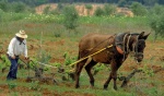 Agricultor arando al estilo tradicional. Condado de Huelva. Andalucía. España.