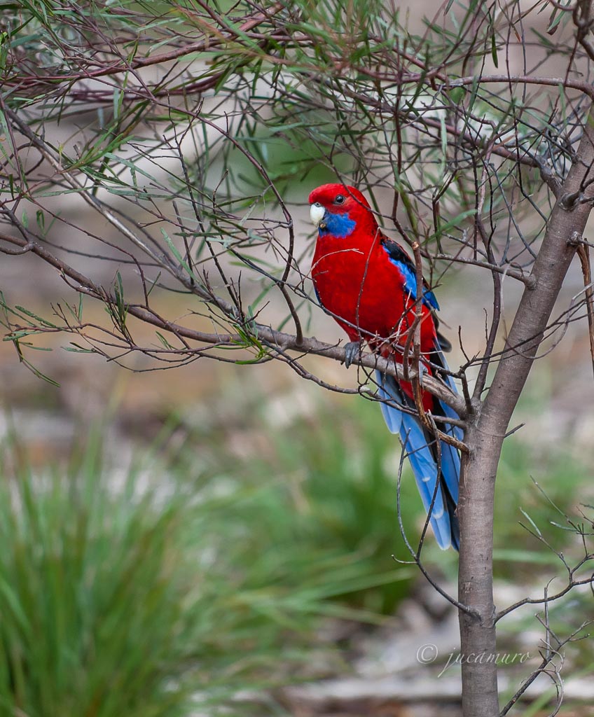 Crimson Rosella (Platycercus elegant).Flinders Chase National Park. Kangaroo island. Australia.
