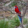 Crimson Rosella (Platycercus elegant).Flinders Chase National Park. Kangaroo island. Australia.