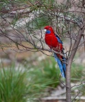 Crimson Rosella (Platycercus elegant).Flinders Chase National Park. Kangaroo island. Australia.
