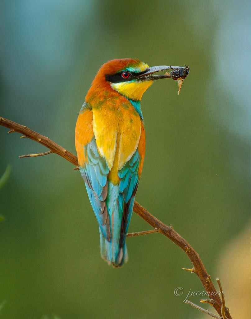 Abejaruco común o europeo (Meros apiaster). Parque Natural Doñana. Huelva. España.