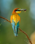 Abejaruco común o europeo (Meros apiaster). Parque Natural Doñana. Huelva. España.